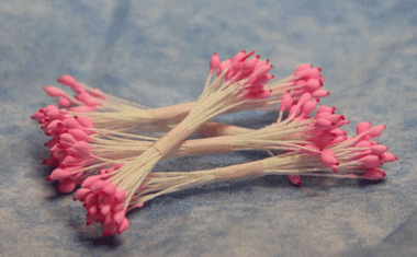 Биколор розовые тычинки с красными кончиками ― Hobby-Land