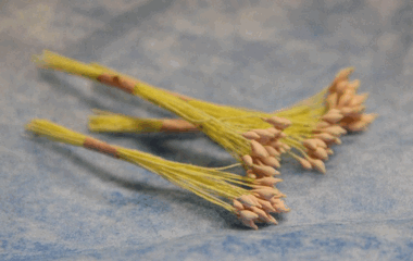 Светло-розовые тычинки ― Hobby-Land