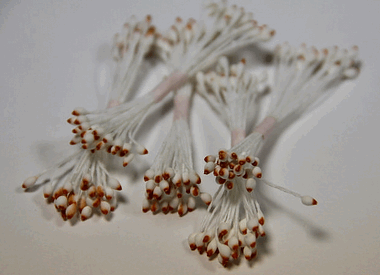 Биколор с коричневым кончиком ― Hobby-Land