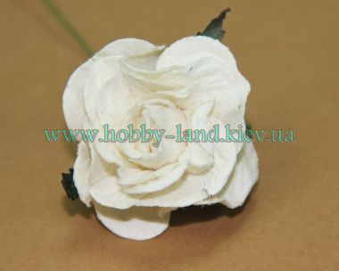 Гардении  крупные,  кремовый ― Hobby-Land