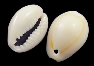 Ракушка ― Hobby-Land